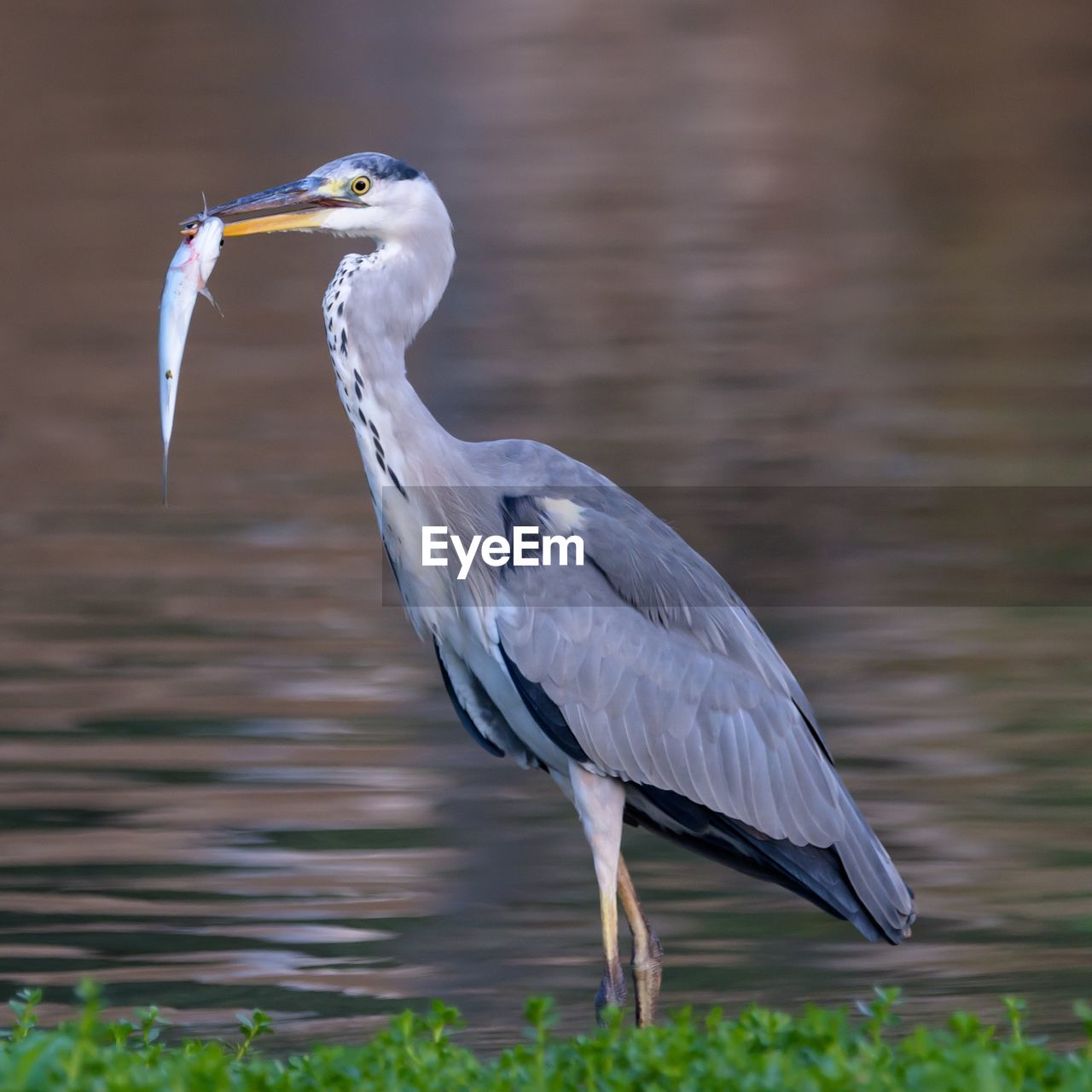 HIGH ANGLE VIEW OF GRAY HERON ON A WATER