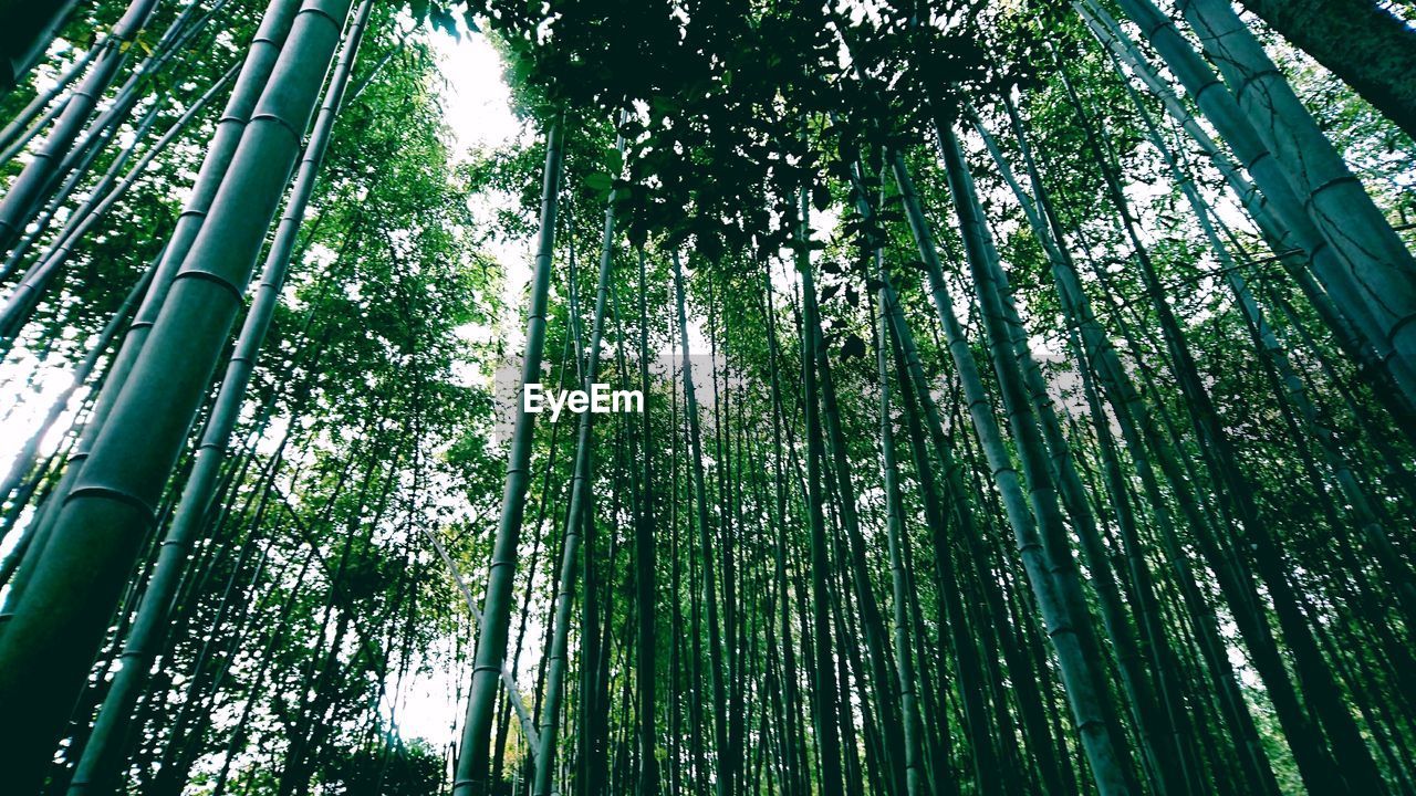 LOW ANGLE VIEW OF BAMBOO TREES AGAINST SKY