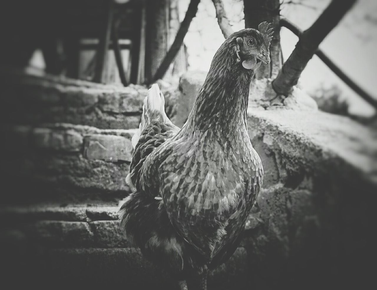 Close-up of bird