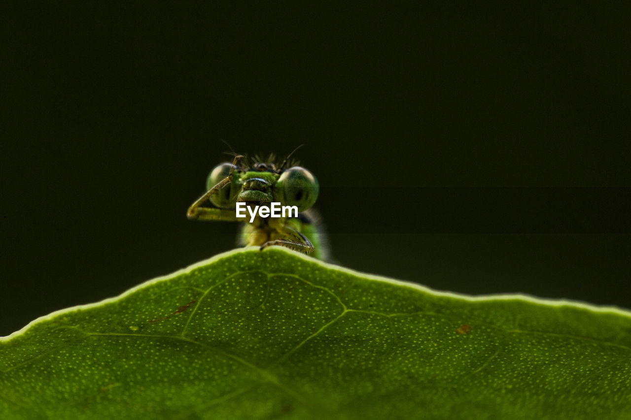 CLOSE-UP OF INSECT ON PLANT