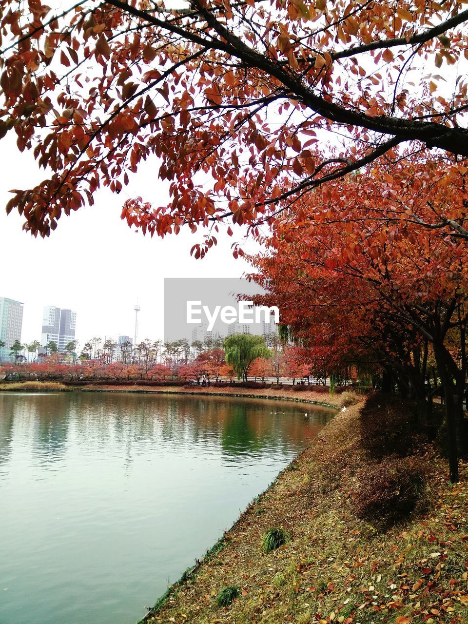 VIEW OF AUTUMN TREES AND BUILDINGS IN CITY