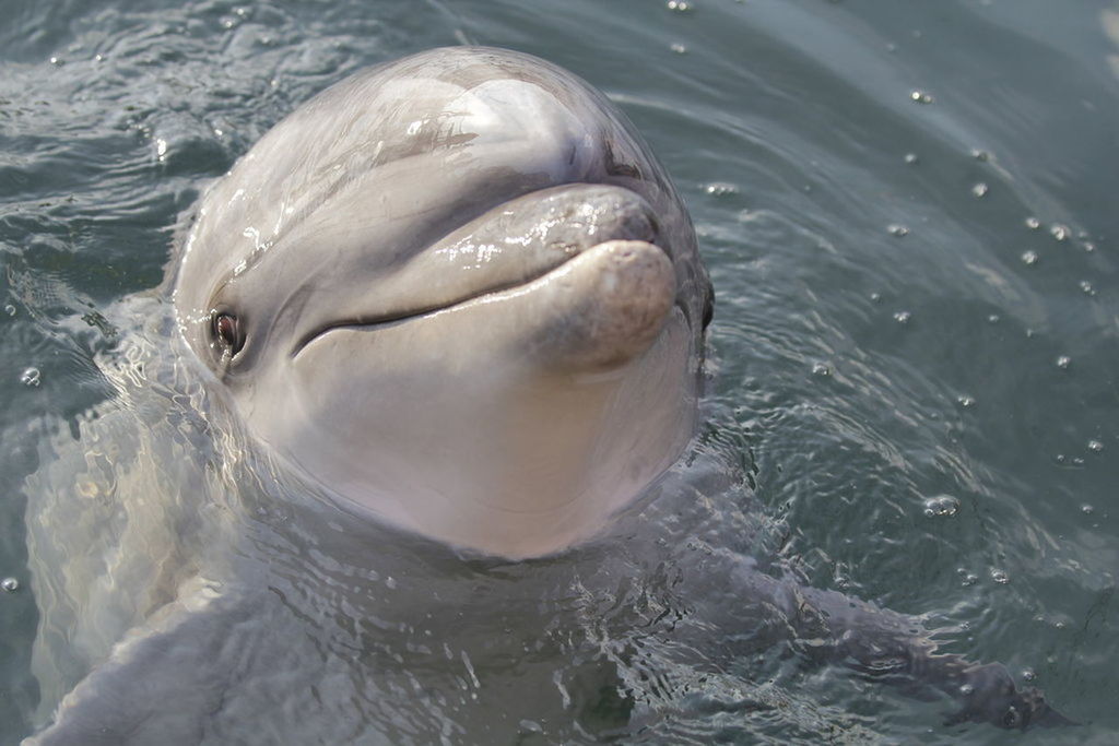 High angle view of dolphin in water