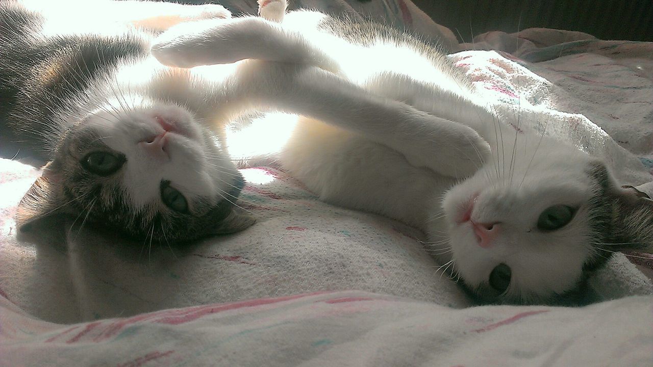 PORTRAIT OF CAT LYING ON BED