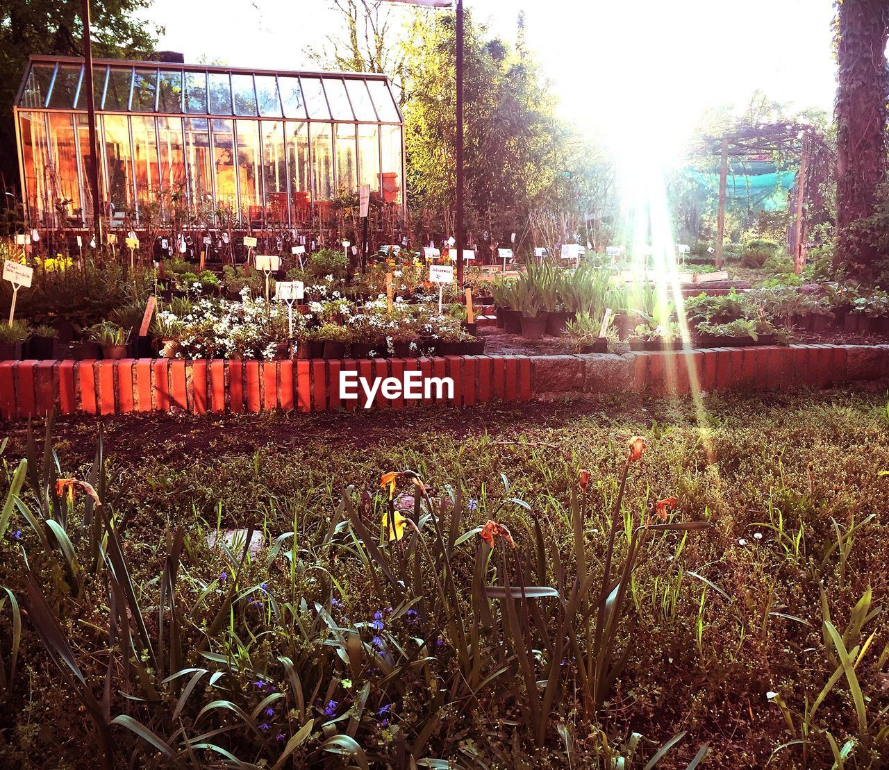 Greenhouse with afternoon rays