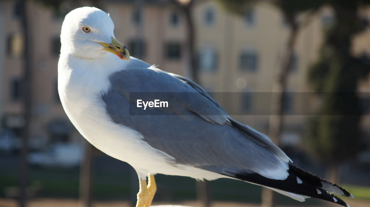 CLOSE-UP OF SEAGULL PERCHING ON A BIRD