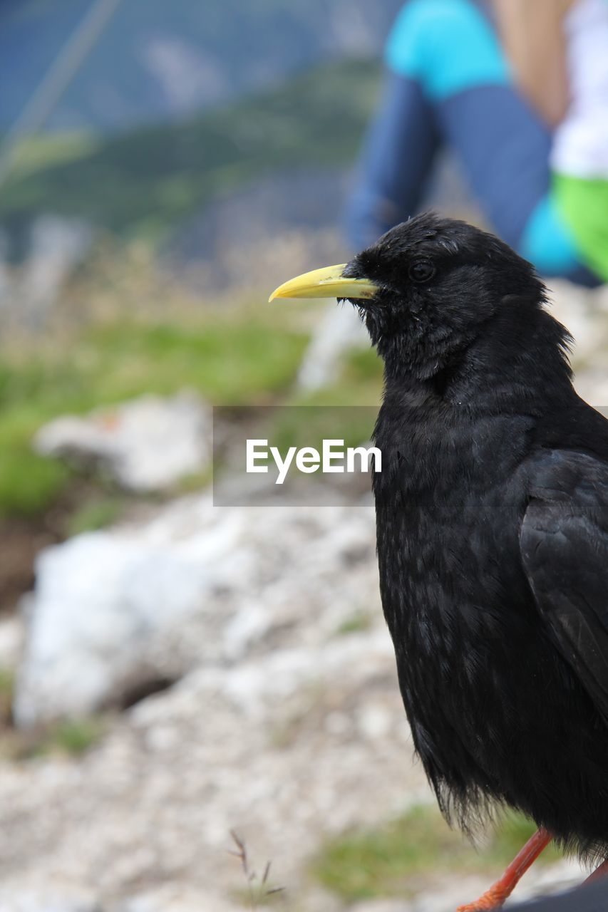 Close-up of bird perching on rock