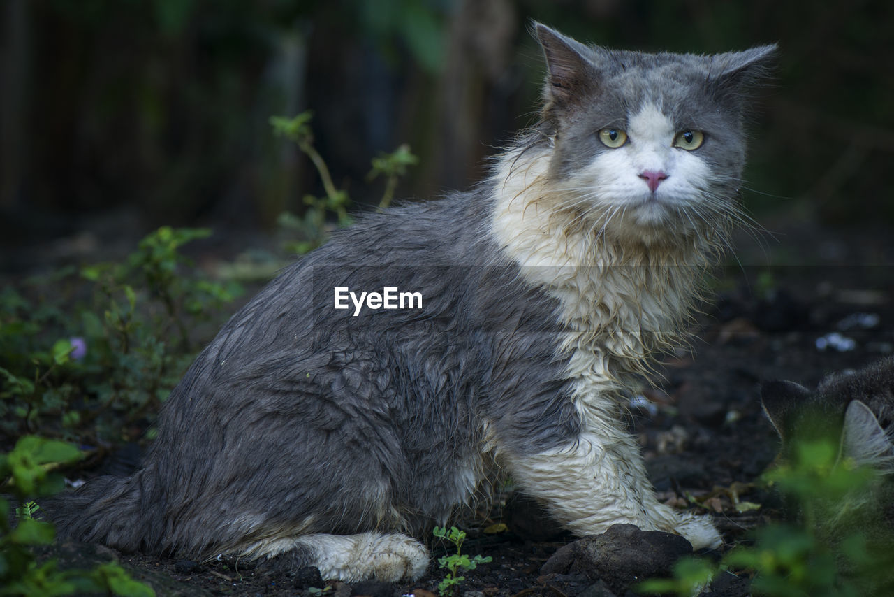 Portrait of cat on land