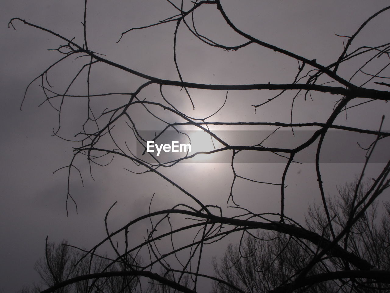 LOW ANGLE VIEW OF BARE TREES AGAINST SKY