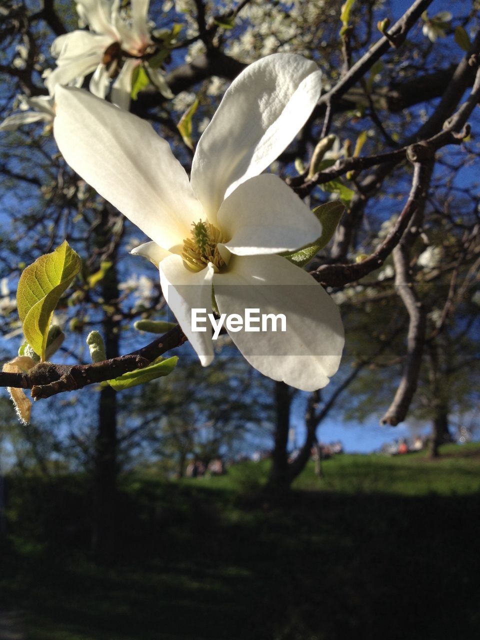 Close-up of fresh white magnolia blooming in vita bergen park