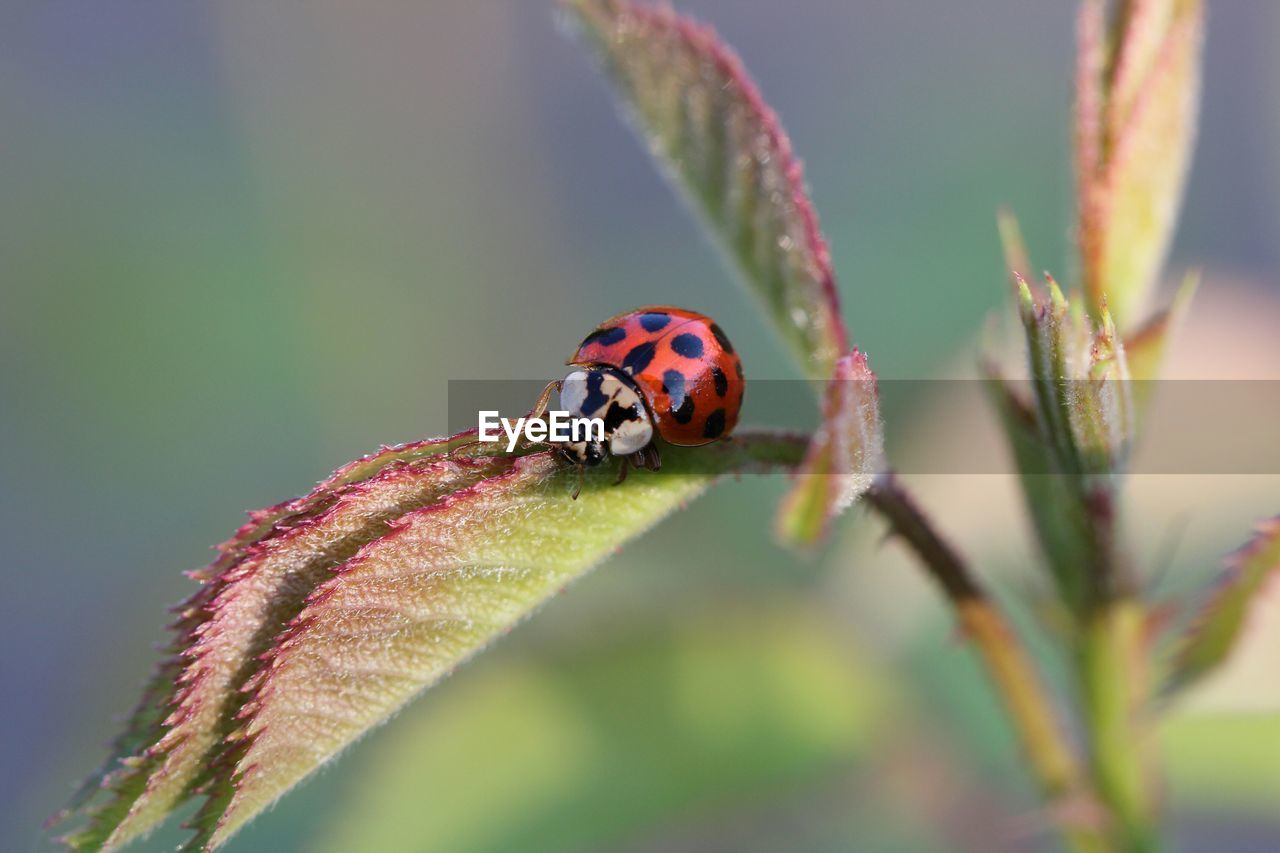 Close-up of ladybug on plant