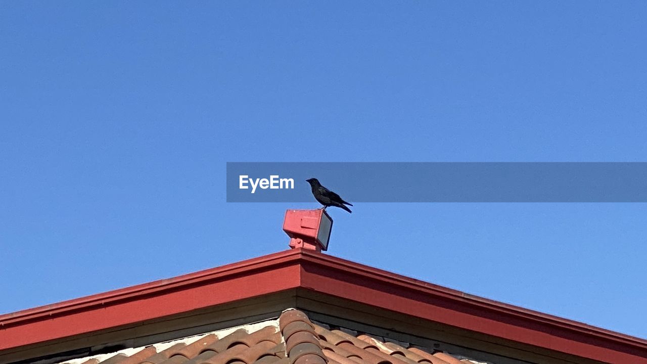 LOW ANGLE VIEW OF SEAGULL PERCHING ON ROOF OF BUILDING AGAINST SKY