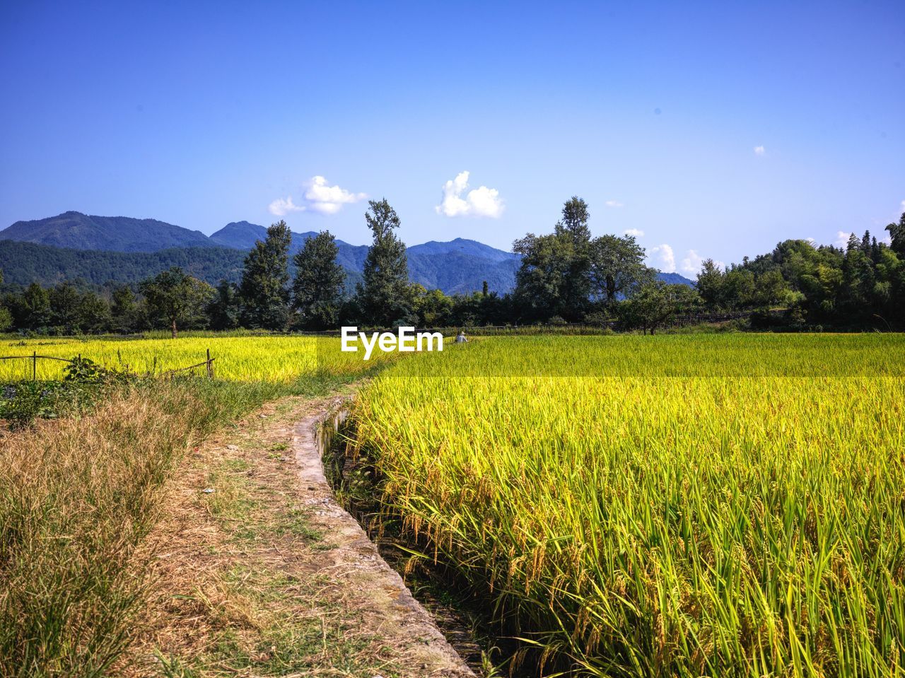 landscape, plant, environment, field, land, sky, rural scene, agriculture, scenics - nature, grassland, nature, meadow, crop, beauty in nature, grass, tree, horizon, prairie, rural area, plain, blue, no people, tranquility, farm, growth, rapeseed, pasture, tranquil scene, paddy field, mountain, food, cereal plant, food and drink, flower, outdoors, green, natural environment, cloud, morning, day, non-urban scene, summer, travel destinations, travel, clear sky, sunlight, mountain range, freshness, idyllic