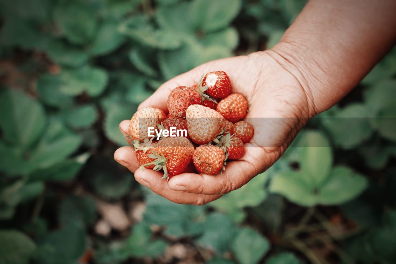 Close-up of cropped hand holding strawberries