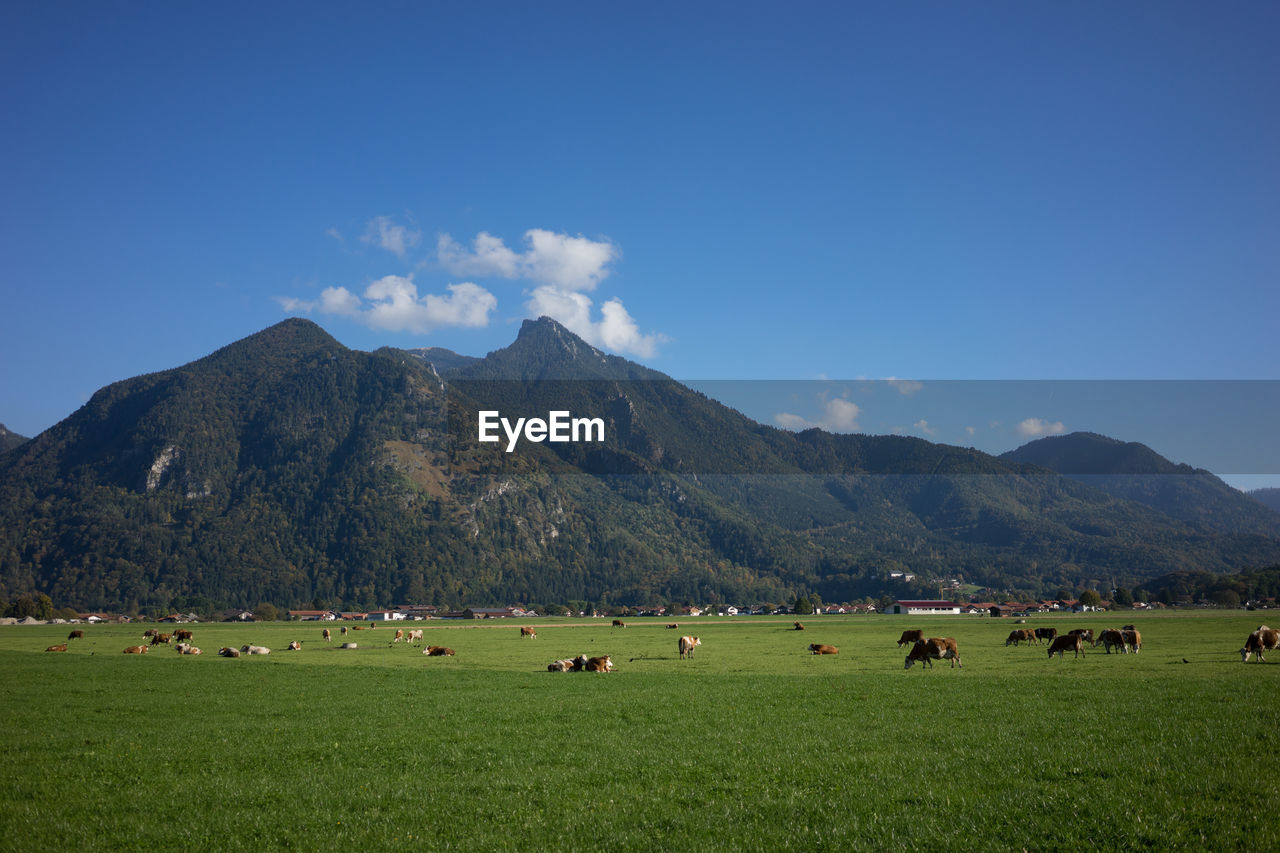 Cows on grassy landscape against mountains