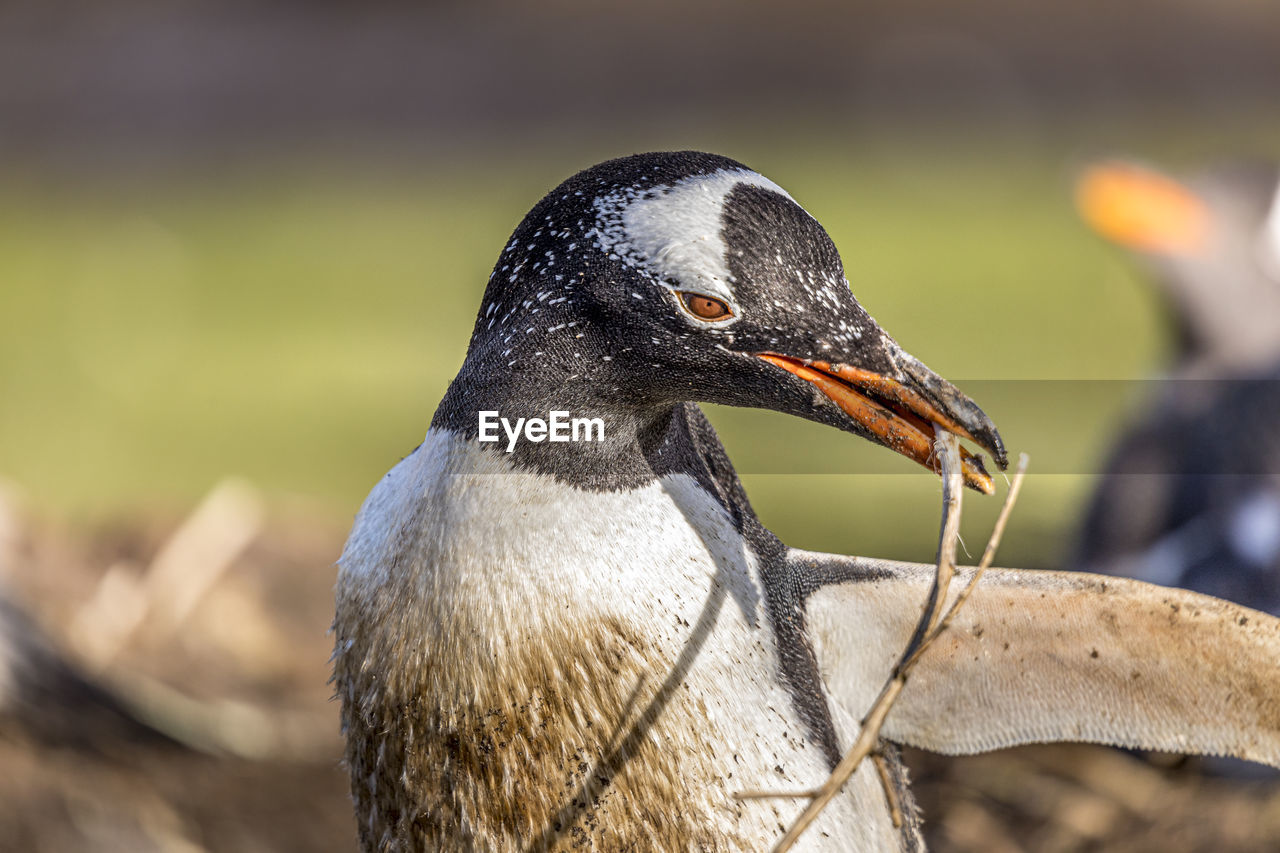 Close-up of penguin