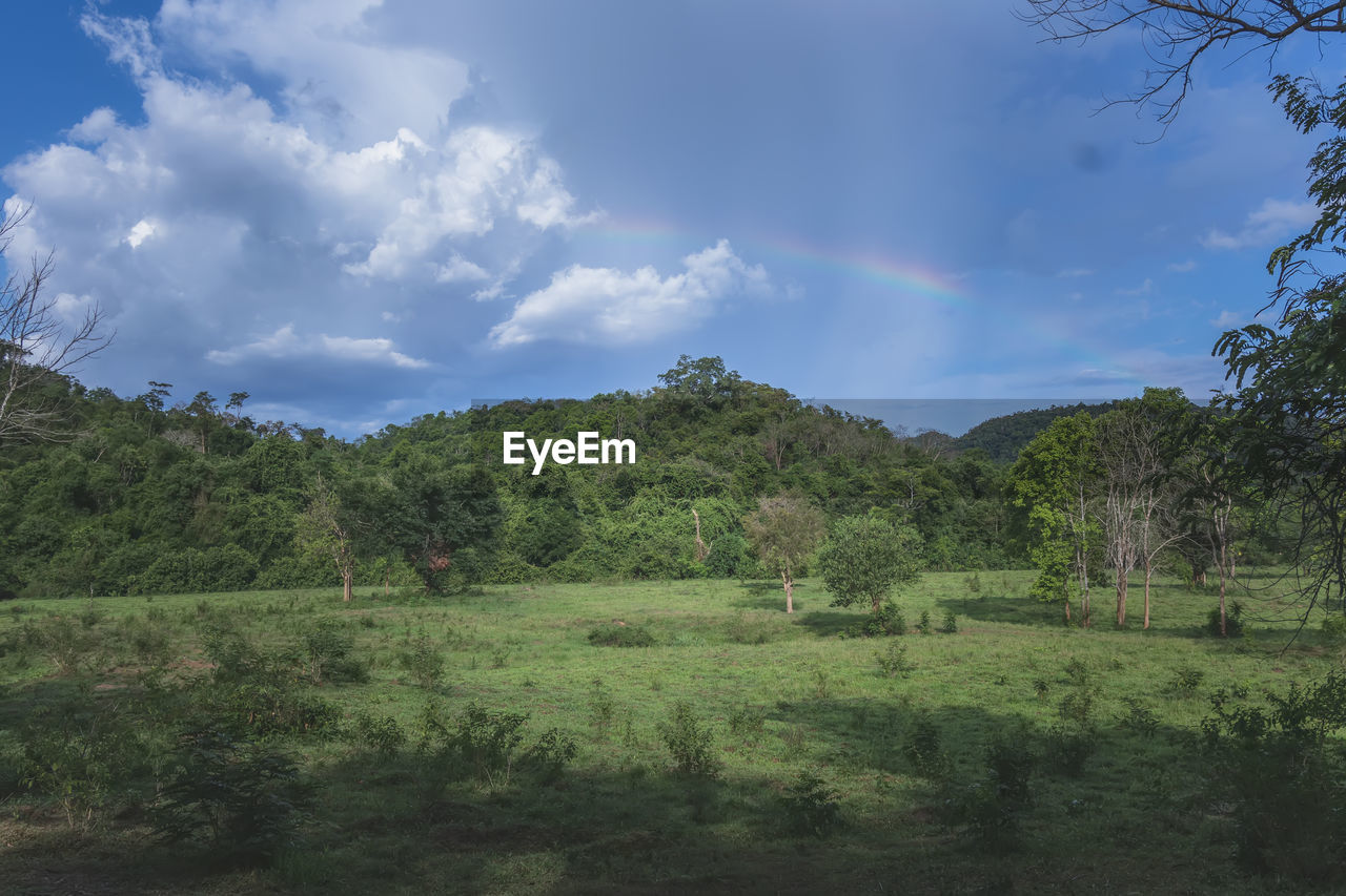 PANORAMIC VIEW OF TREES ON FIELD AGAINST SKY