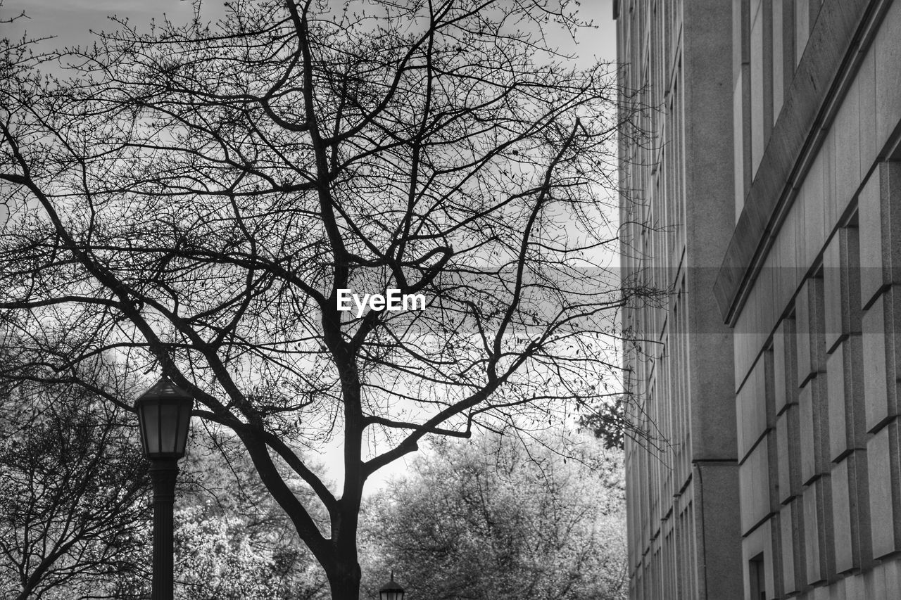 LOW ANGLE VIEW OF BARE TREES AGAINST SKY