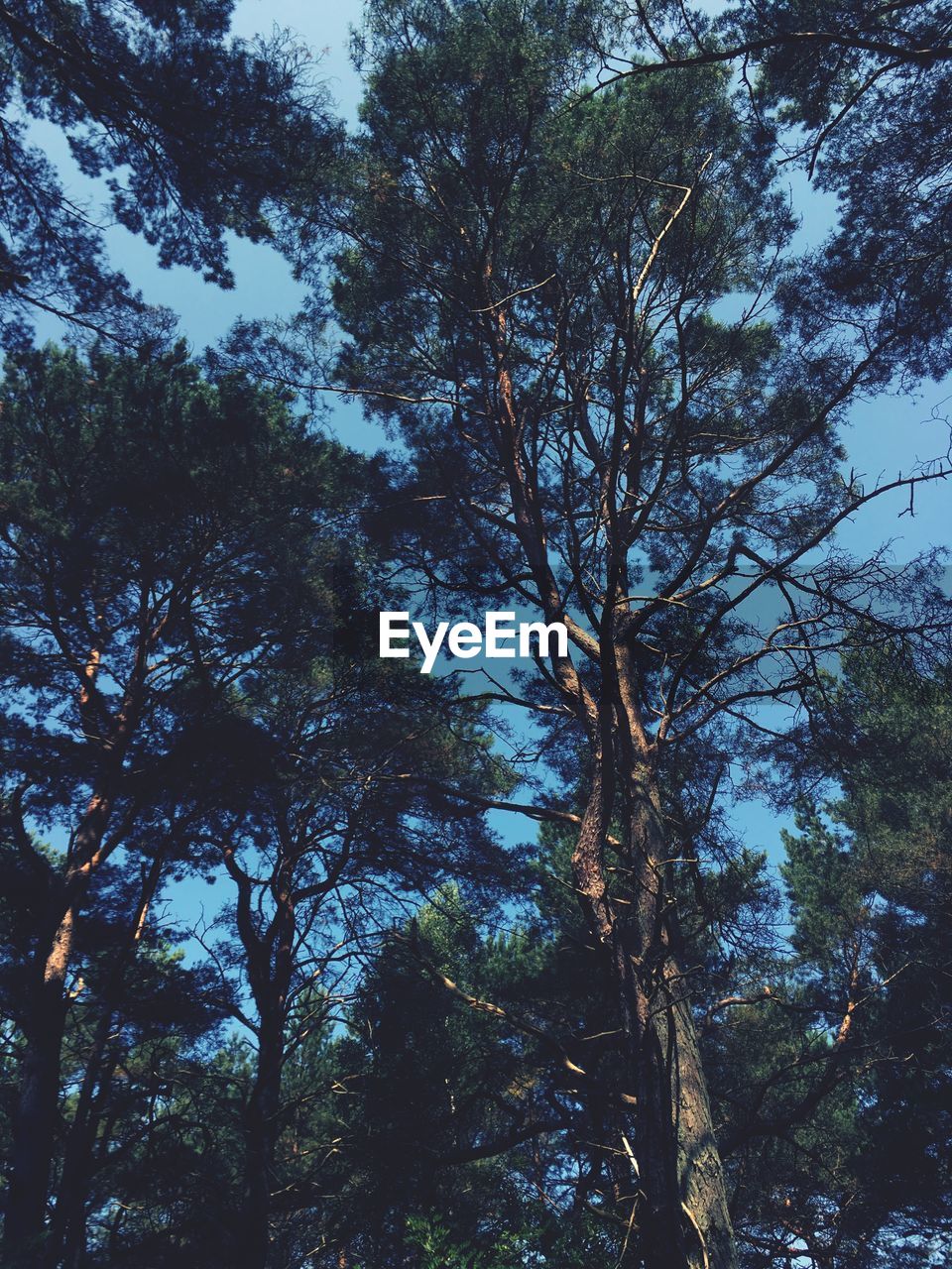 Low angle view of trees in forest against sky