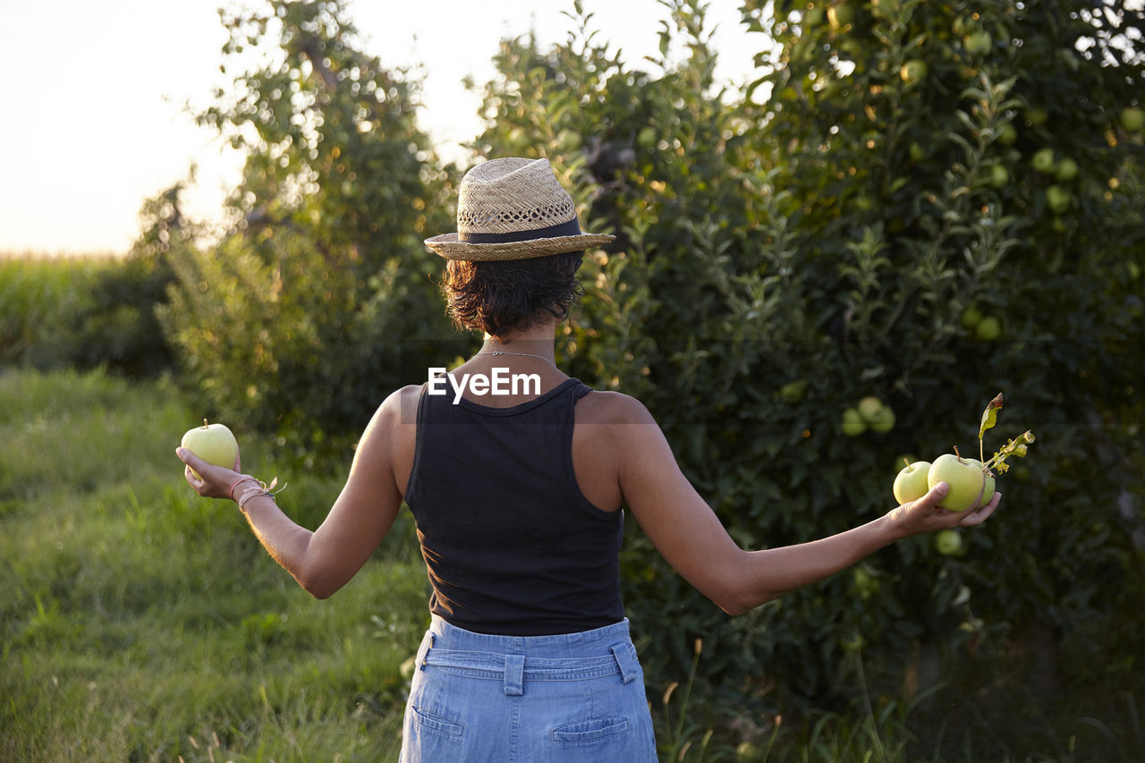 Back woman picking apples. we love organic and healthy food.