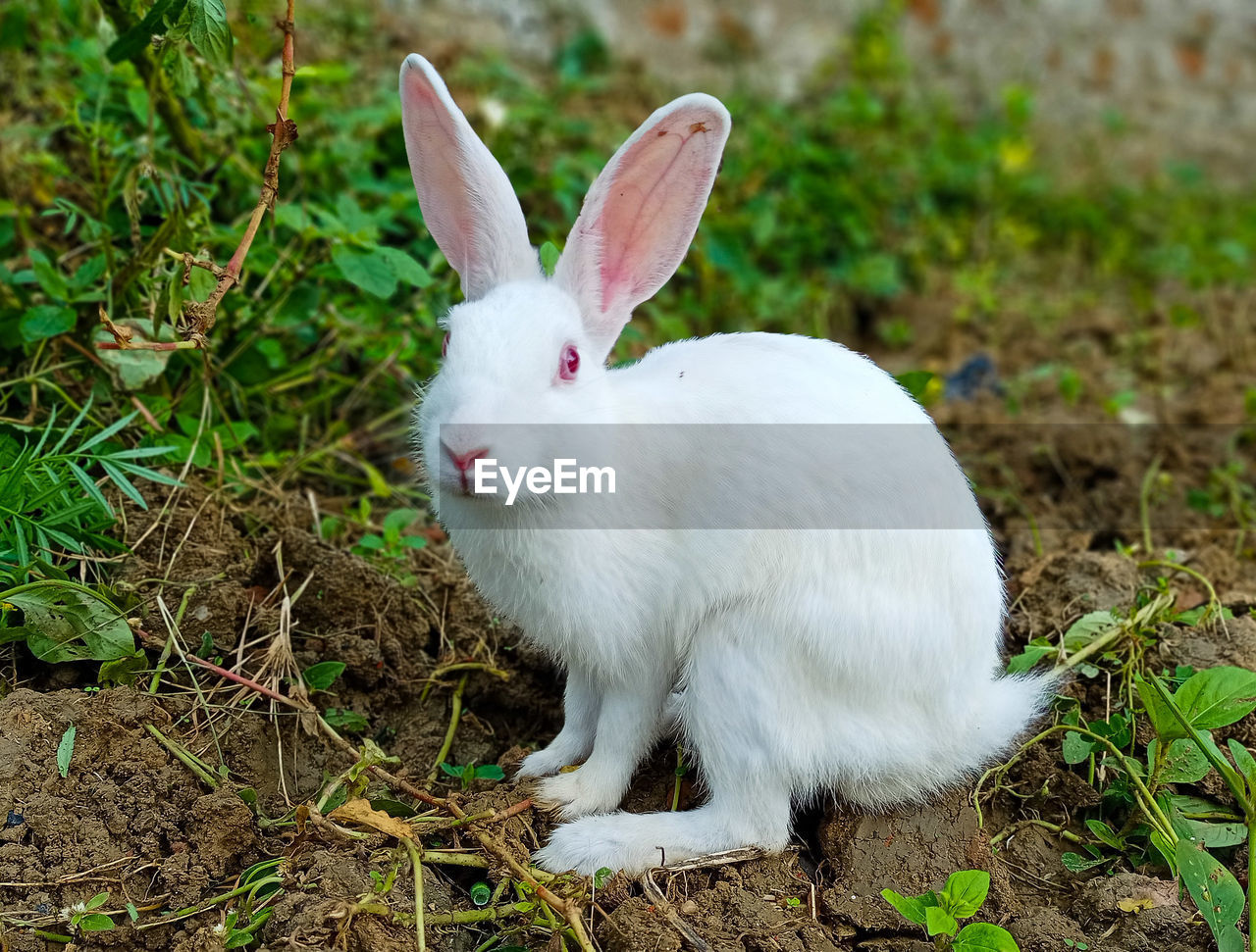 Close-up of a rabbit on field