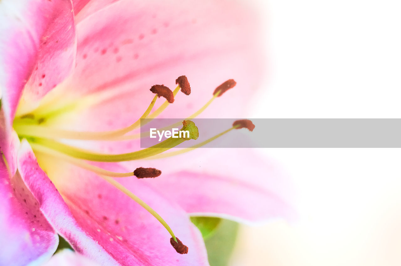 flower, plant, flowering plant, beauty in nature, freshness, pink, lily, petal, nature, fragility, close-up, flower head, springtime, blossom, inflorescence, macro, pollen, no people, growth, stamen, water, macro photography, vibrant color, multi colored, botany, extreme close-up, outdoors, softness, backgrounds, selective focus, environment, summer, pistil, drop, magenta, defocused, tranquility