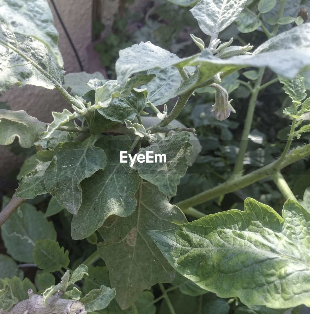 CLOSE-UP OF FRESH GREEN PLANTS