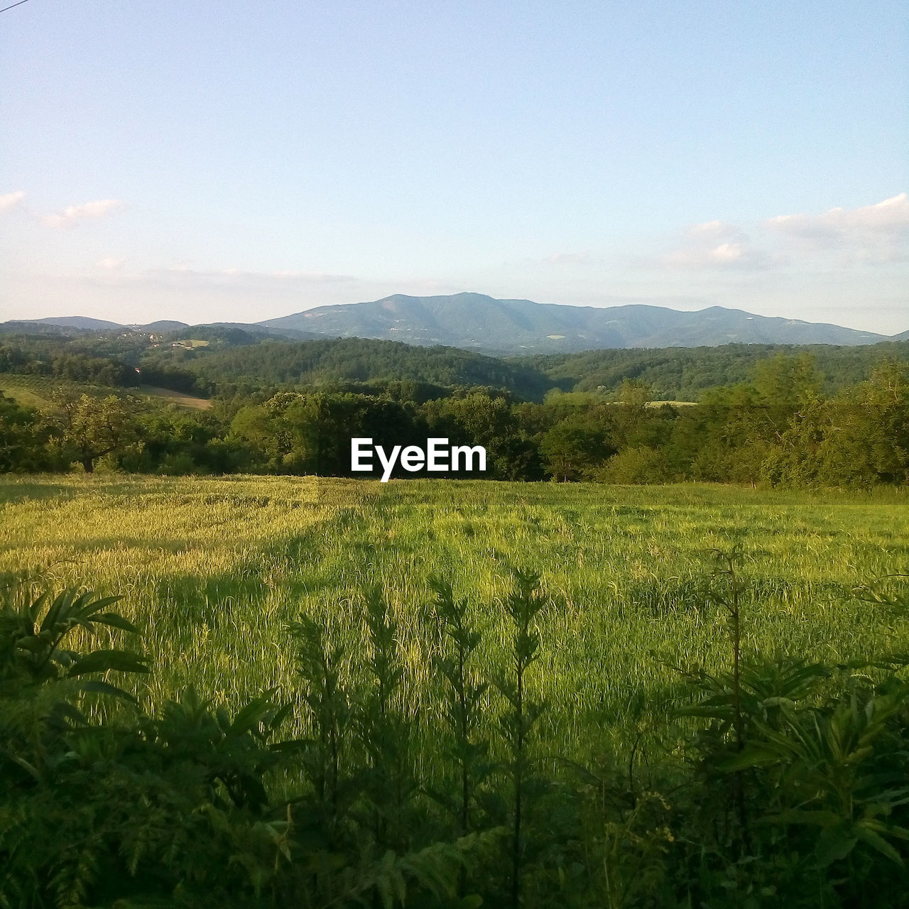 SCENIC VIEW OF FARM AGAINST SKY