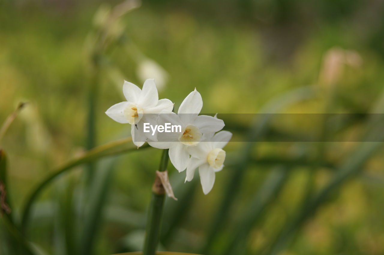 CLOSE-UP OF WHITE DAISY FLOWERS