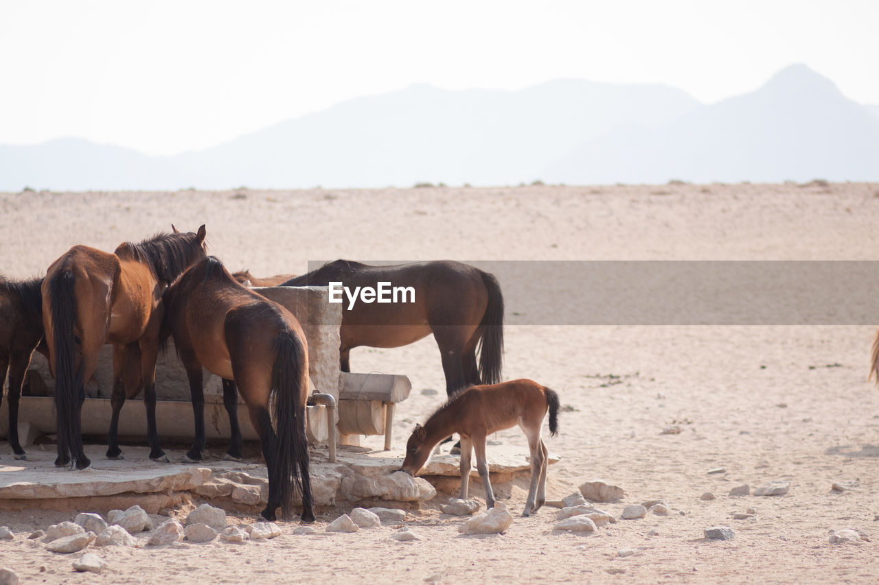 Horses feeding in a desert