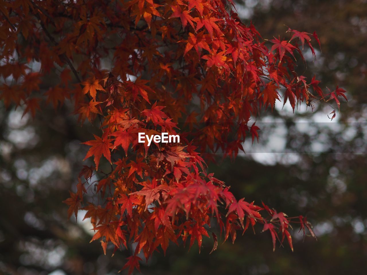 Close-up of maple leaves on tree during autumn