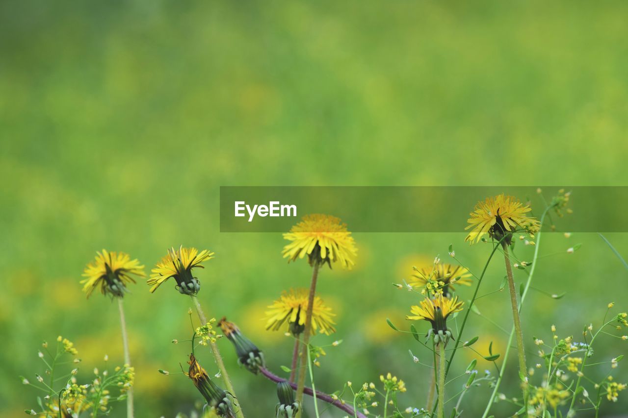 Close-up of yellow flowering plants on field