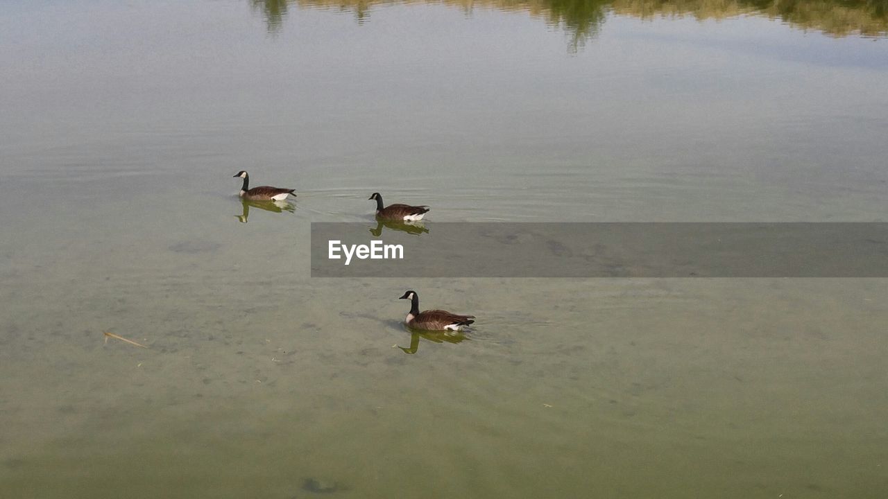 DUCK SWIMMING IN LAKE