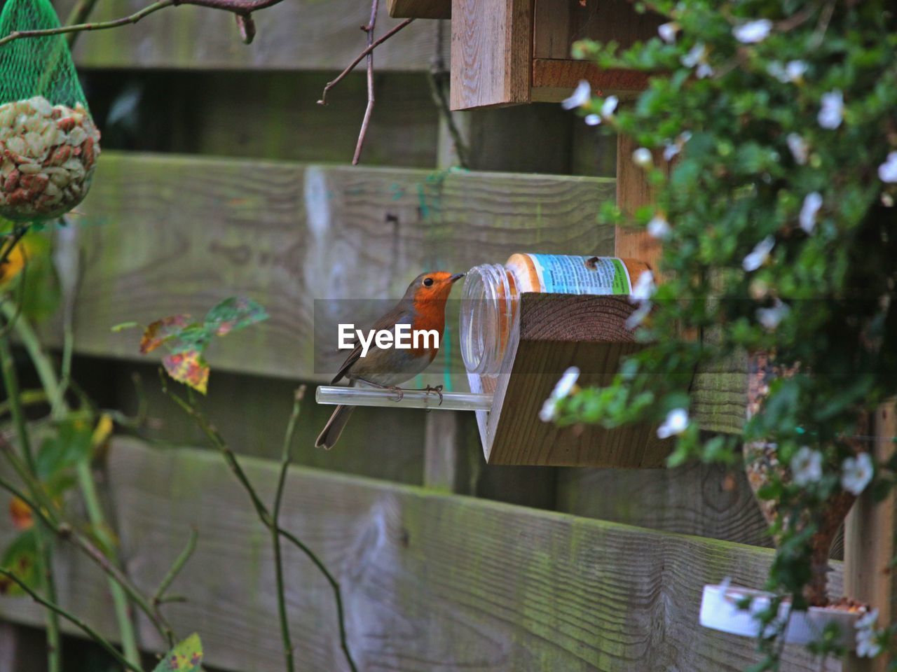 Low angle view of bird perching on feeder