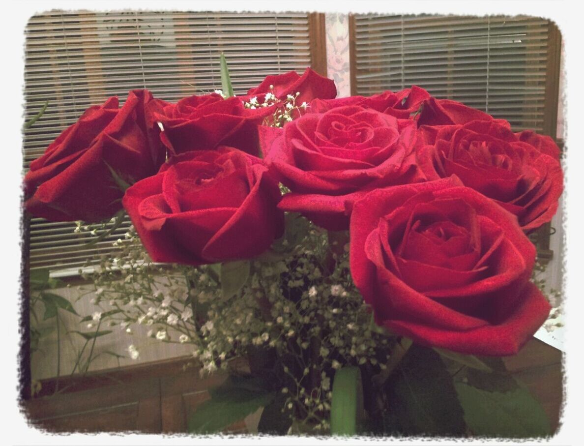 CLOSE-UP OF RED ROSE FLOWERS