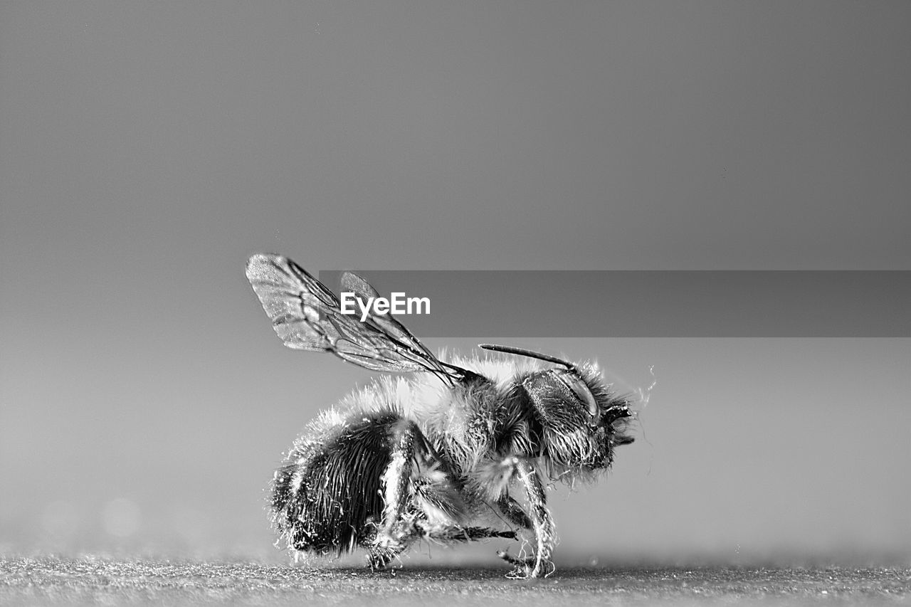 Close-up of bee on the wall