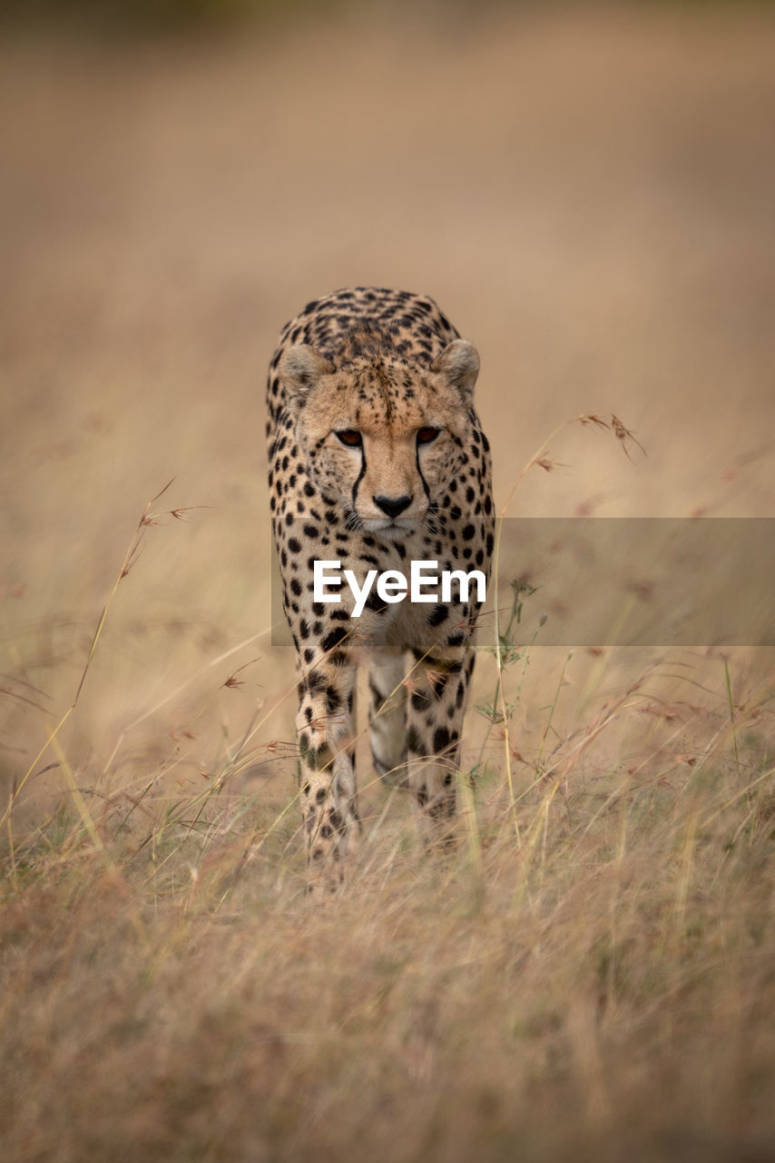 Portrait of cheetah walking on grassy field 
