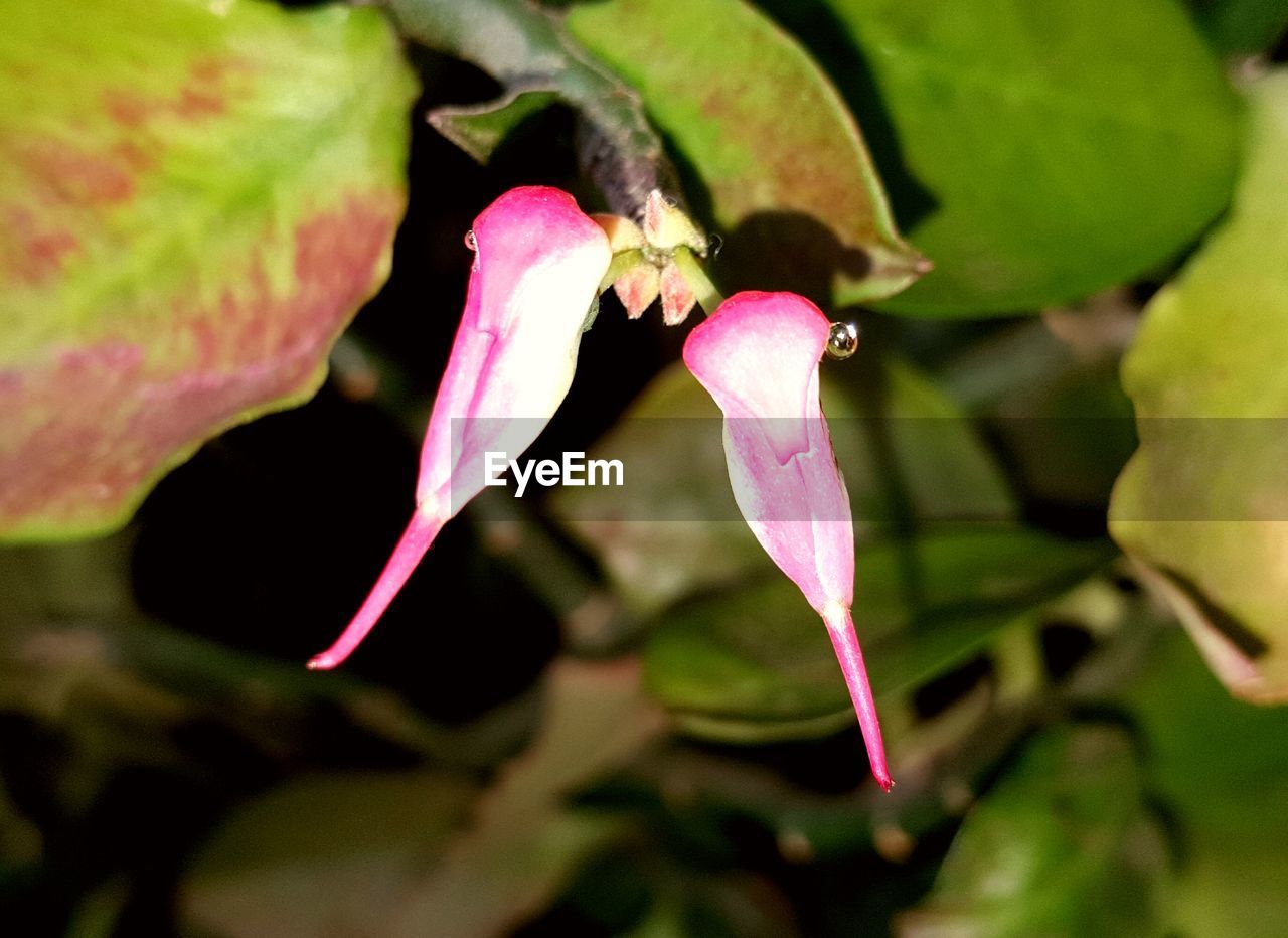 CLOSE-UP OF PINK FLOWER