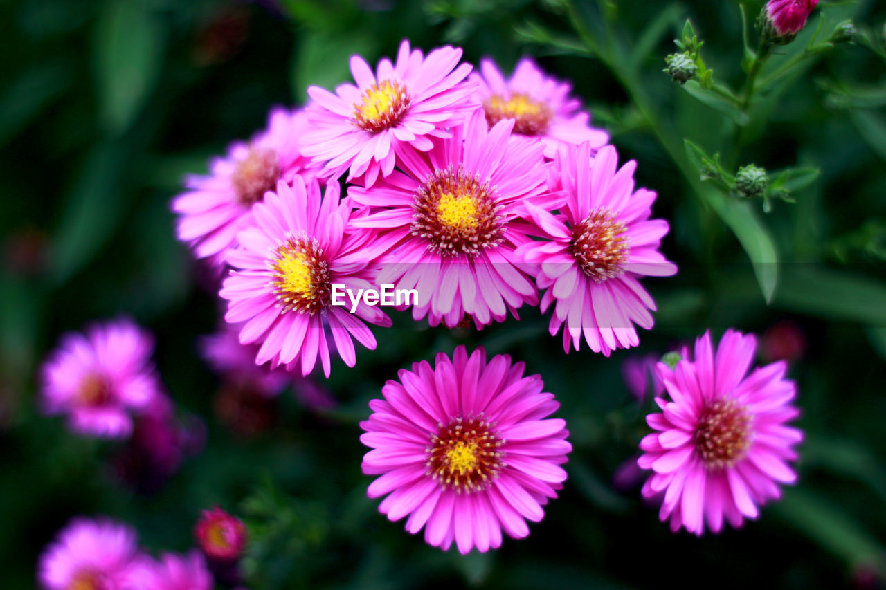Close-up of pink osteospermums blooming outdoors