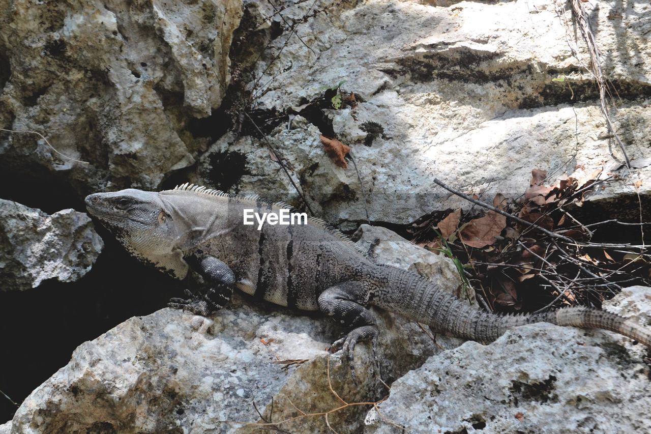 Iguana on rocks