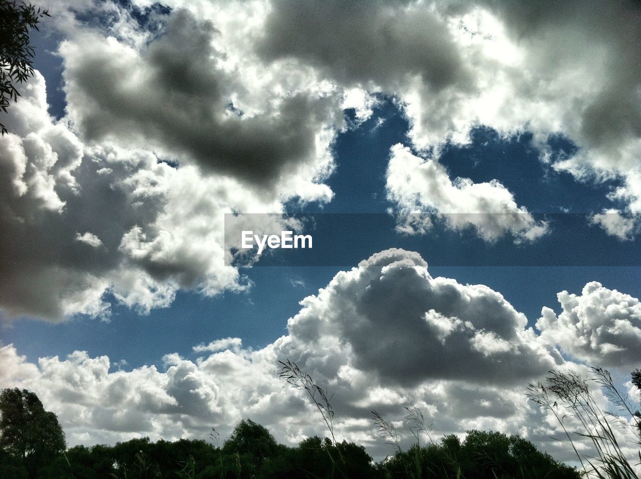 LOW ANGLE VIEW OF TREES AGAINST CLOUDY SKY