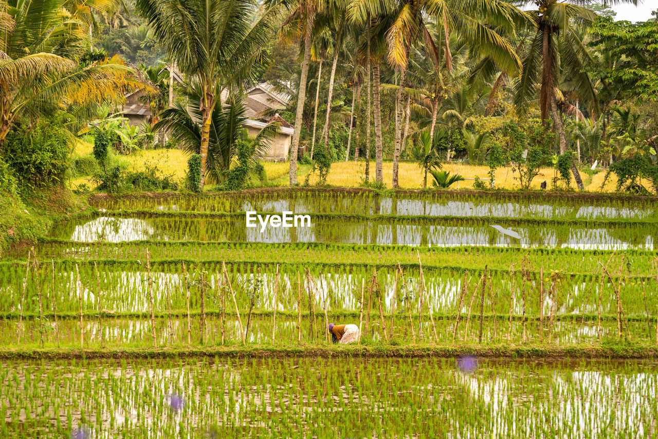 Scenic view of paddy field with palm trees