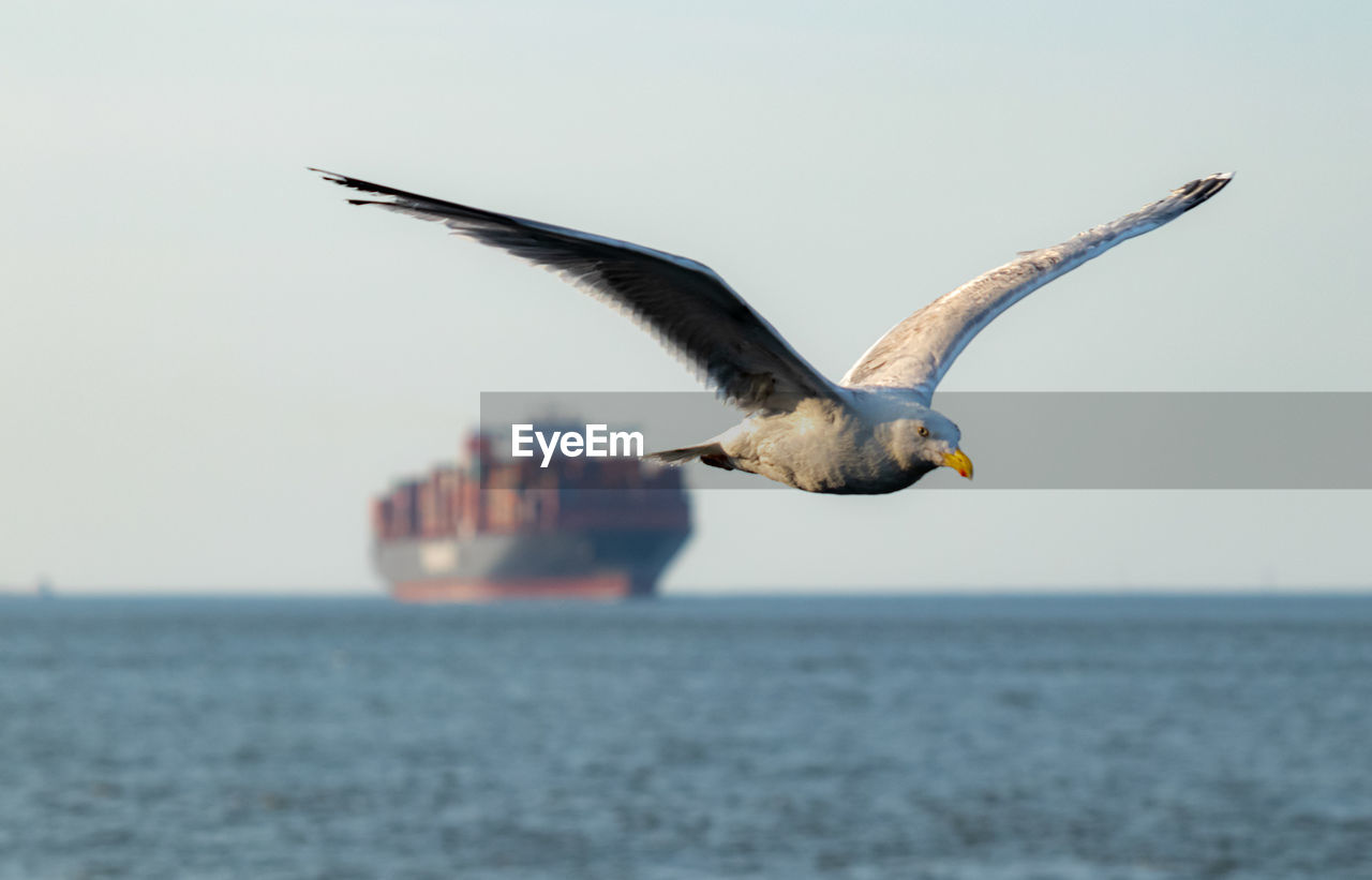 SEAGULL FLYING ABOVE SEA