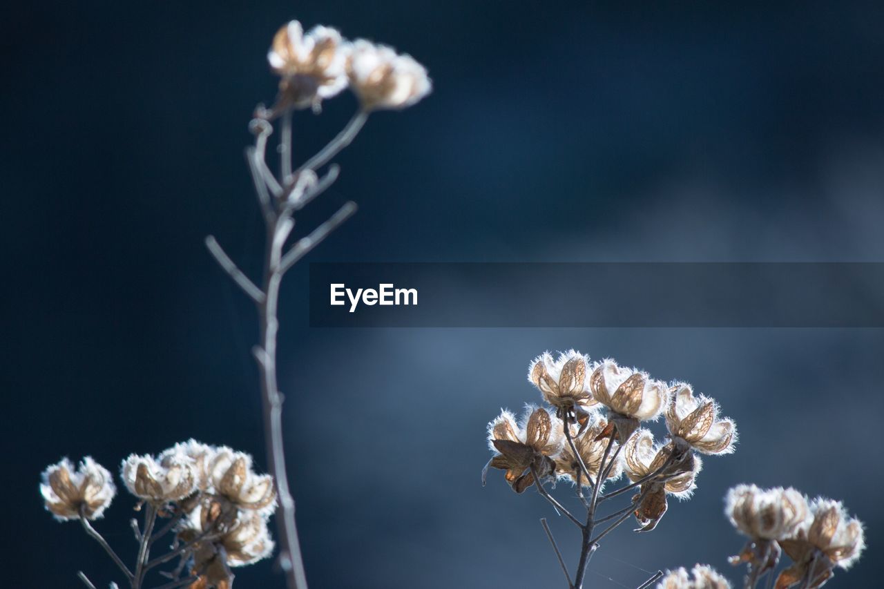 Close-up of wilted flower plant