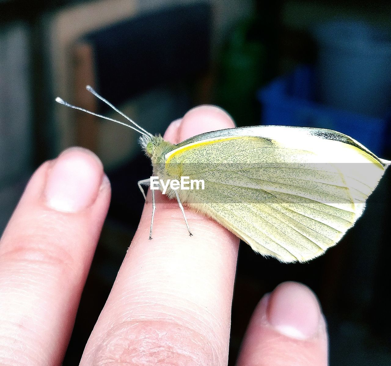 CLOSE-UP OF HUMAN HAND HOLDING PLANT