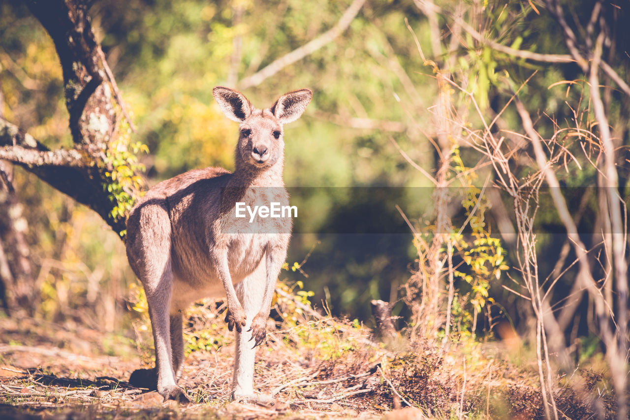 Portrait of kangaroo standing in forest