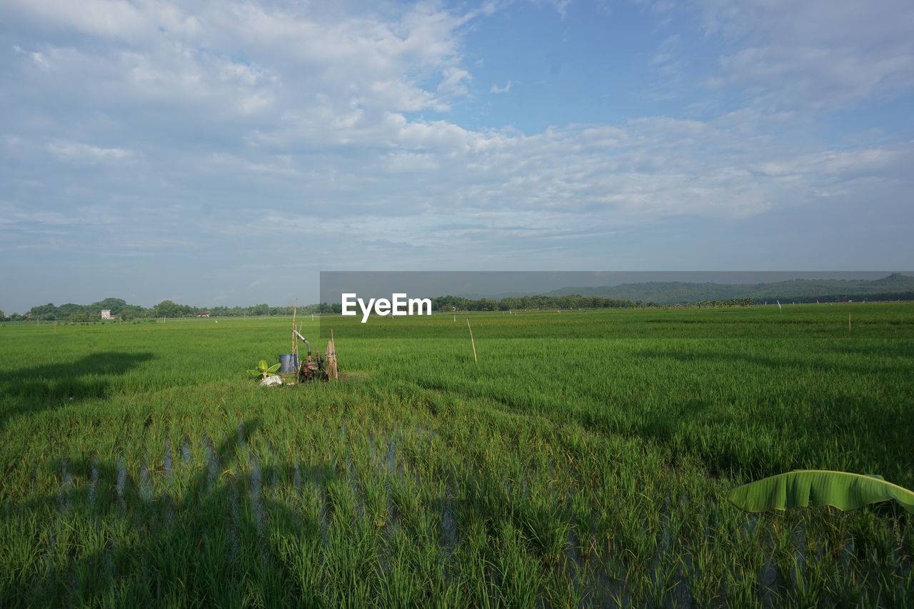 Scenic view of agricultural field against sky