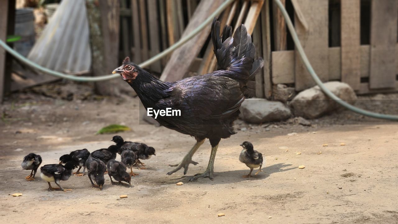 animal themes, animal, bird, group of animals, domestic animals, chicken, livestock, mammal, animal wildlife, pet, wildlife, nature, no people, agriculture, young animal, outdoors, hen, black, young bird, rooster, fowl