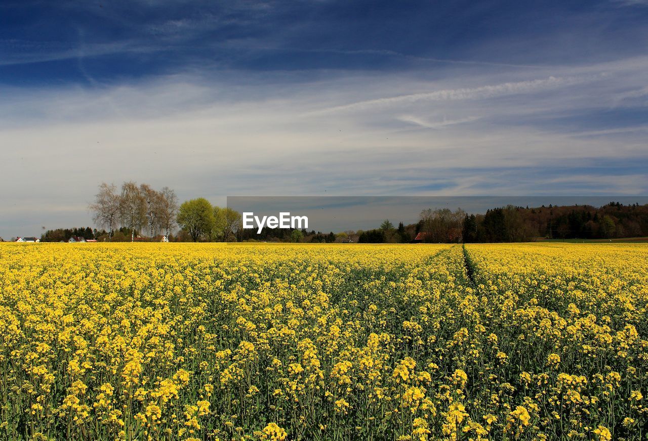 plant, landscape, field, rapeseed, beauty in nature, flower, land, sky, agriculture, yellow, rural scene, vegetable, flowering plant, environment, produce, oilseed rape, growth, canola, scenics - nature, crop, food, freshness, tranquility, nature, cloud, tranquil scene, farm, springtime, prairie, idyllic, no people, tree, blossom, abundance, fragility, rural area, meadow, brassica rapa, horizon, outdoors, day, non-urban scene, mustard, plain, vibrant color, cultivated land, sunlight, cultivated, grassland