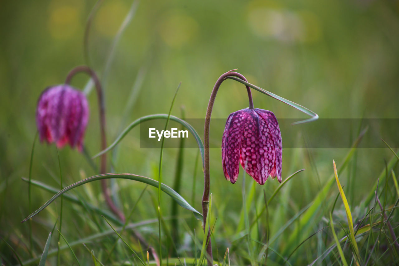 Snake's head fritillary fritillaria meleagris close-up view growing in field