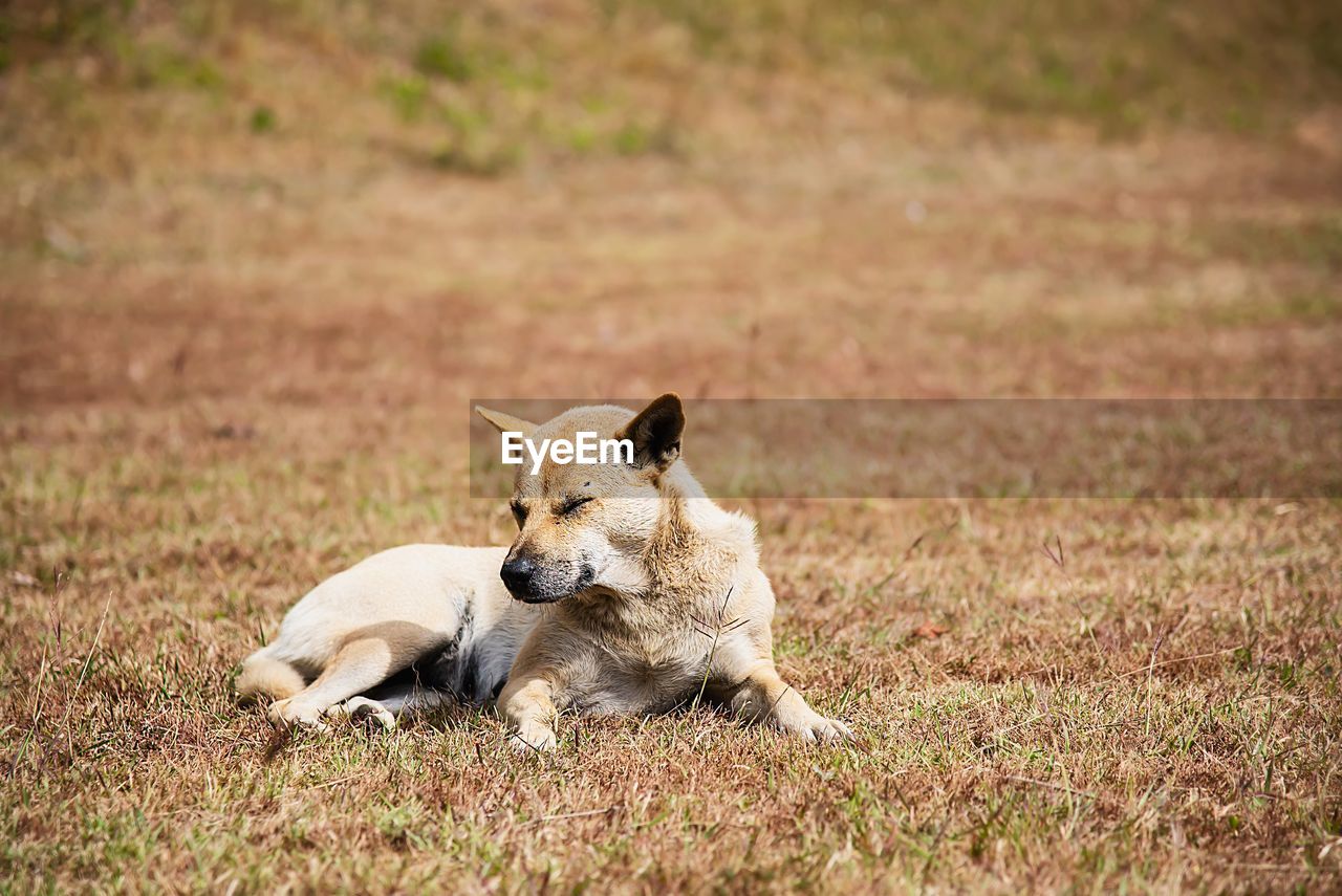 animal themes, animal, mammal, dog, pet, one animal, canine, grass, domestic animals, no people, nature, wildlife, animal wildlife, young animal, lying down, portrait, plant, cute, outdoors, day, puppy, relaxation, copy space